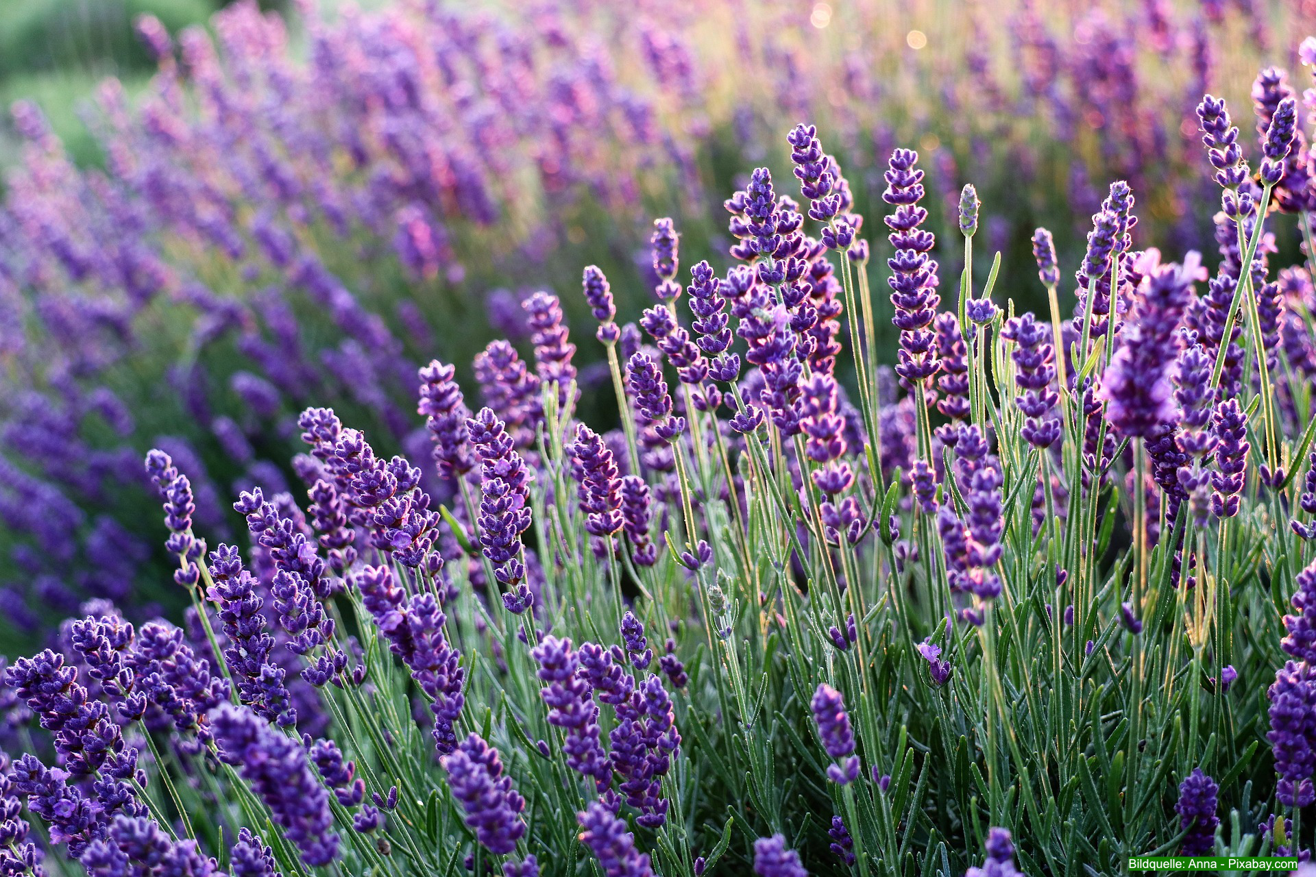 Lavendel schneiden: Tipps für blühfreudige Pflanzen