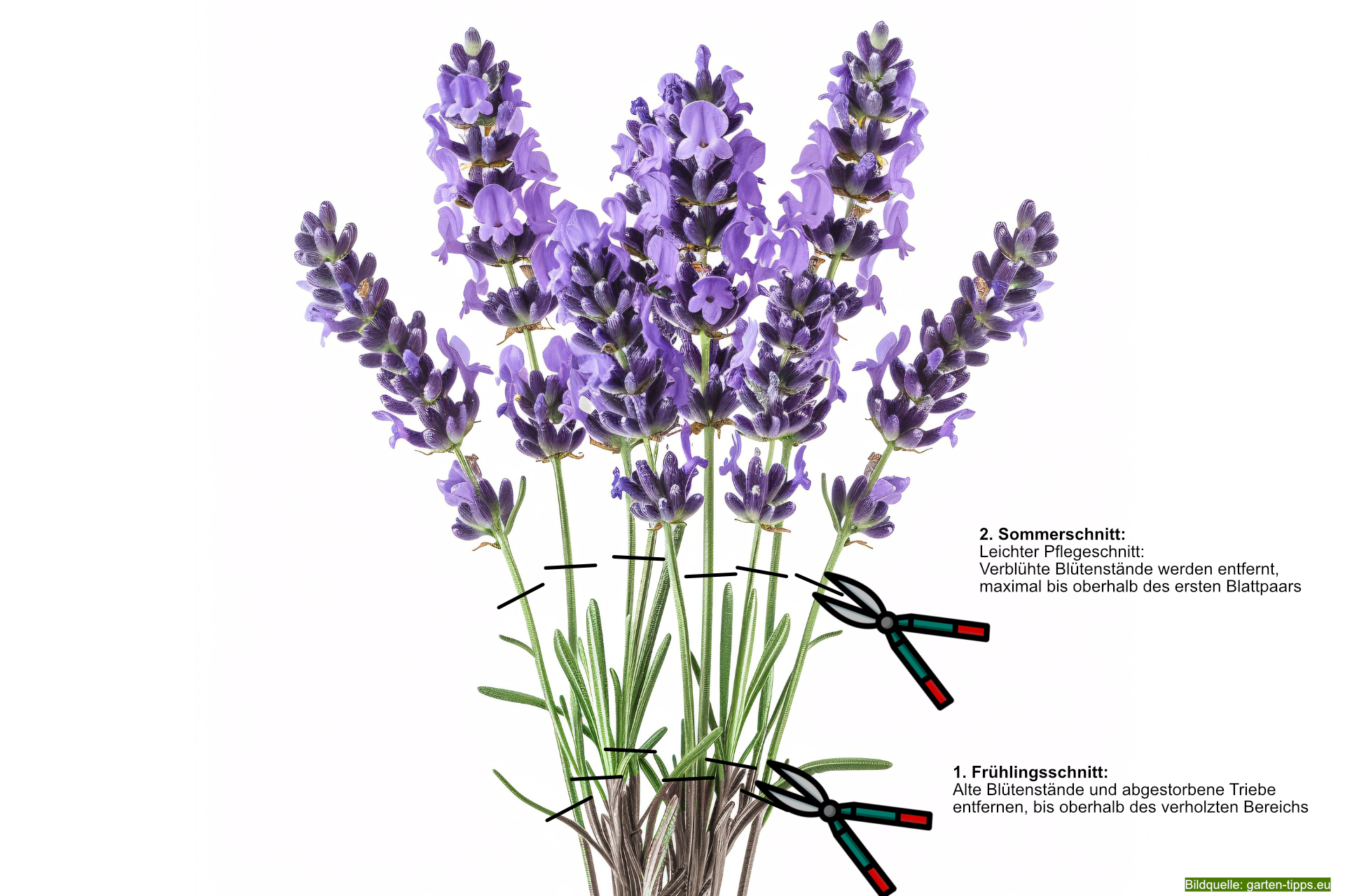 Lavendel schneiden: Anleitung und Tipps