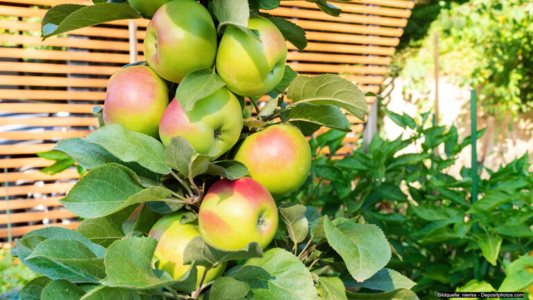 Obstbäume im Kübel: Eigene Ernte auf Terrasse oder Balkon 1