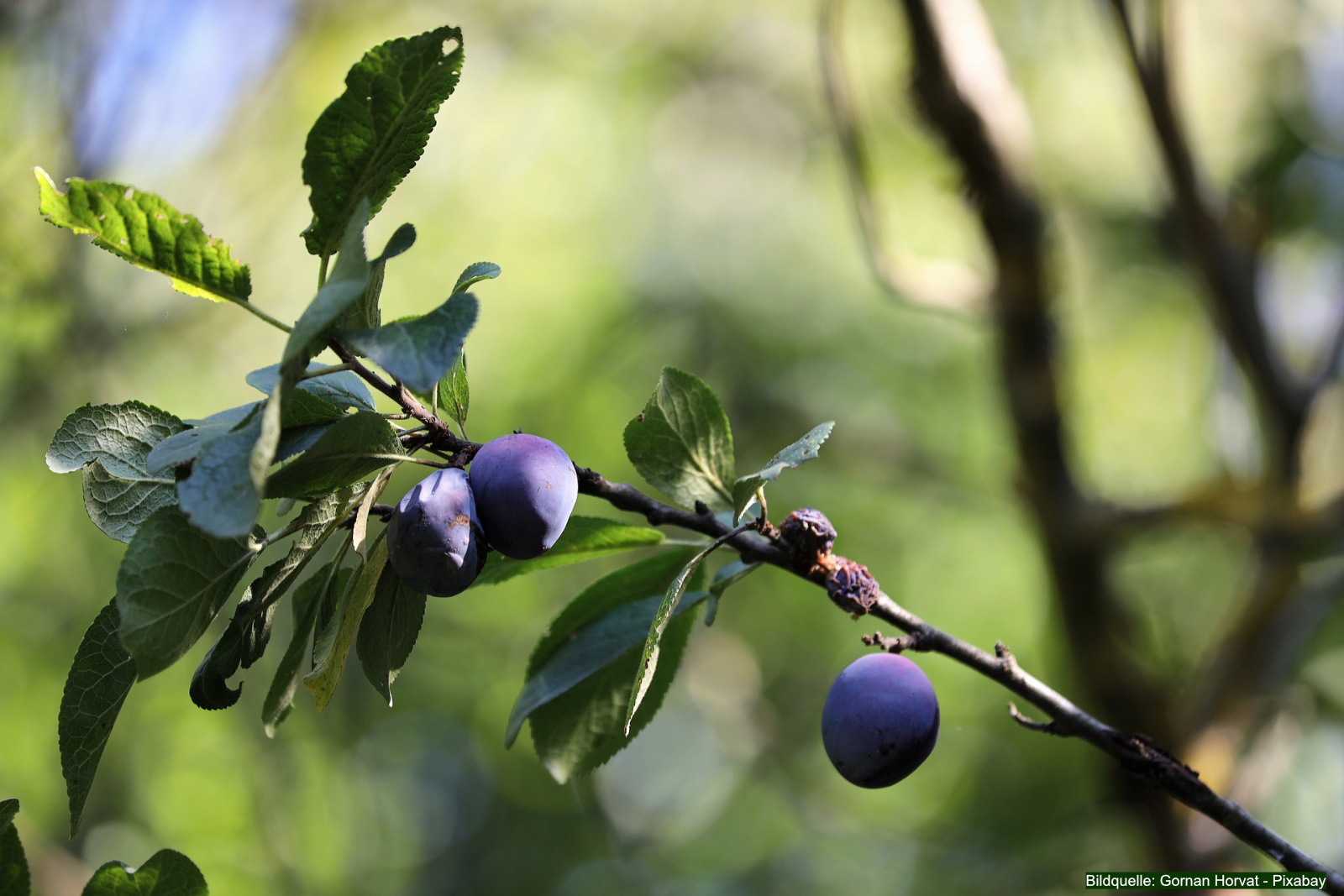 Tipps-Obstbaeume-im-Herbst-pflanzen-so-gelingt-es-02