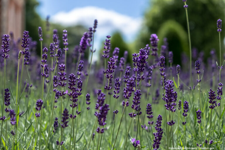 Lavendel pflanzen: Richtige Standortwahl und Pflegetipps