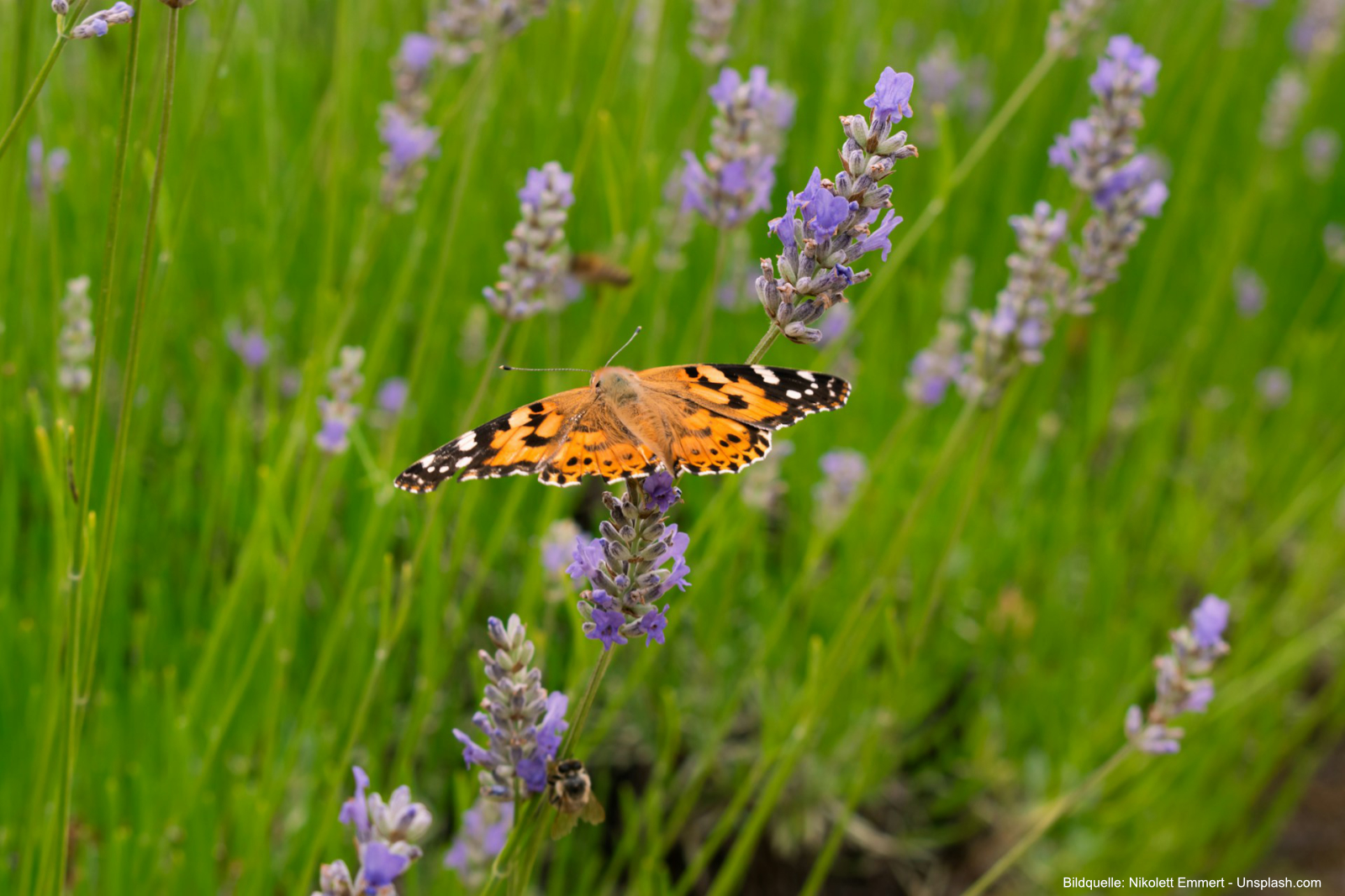 
Lavendel zieht mit seinen duftenden Blüten viele Schmetterlinge, Bienen und Hummeln an.