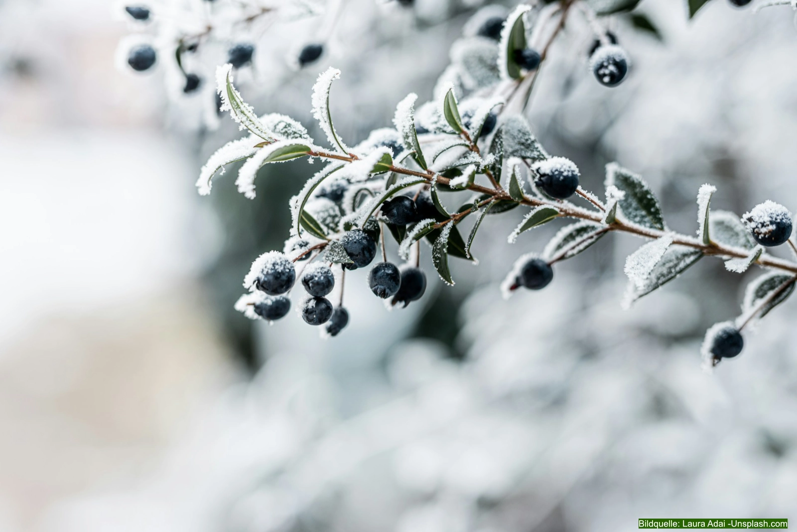 Was ist im Winter im Garten zu tun